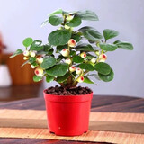 以琛小盼菩提树盆栽带果绿植物室内花卉办公室盆景客厅室内植物盆栽 小盼菩提带果发货原盆