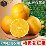 倾睦褚橙花斑果 云南冰糖橙纯甜花皮橙子手剥橙果冻橙新鲜水果原箱 3斤 中果【单果65-70mm】