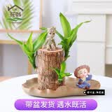 花翁巴西木格鲁特水养幸运木水培盆栽办公室内阳台花卉绿植物源头直发