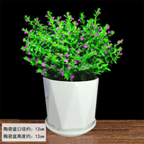 叹为观止18种吊兰任你选金边吊兰各种盆栽花卉客厅垂吊桌面植物净化空气 满天星【陶瓷盆】 含盆