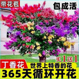 丁香花树苗浓香型四季开花植物南北方室内外庭院盆栽花卉大全耐寒 12年苗两颗-种48天开花/多彩丁香