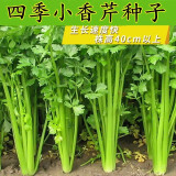 播种心情家庭种植蔬菜种子孑籽大全四季播种阳台盆栽农家小菜园有机 四季小香芹种子2包