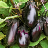 寿禾 长茄杭茄种子大全蔬菜紫线茄秋冬季盆栽寿光茄子菜籽 特大牛心茄种子 10g