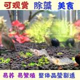 黑壳虾活体观赏虾除藻虾观赏虾淡水鱼草缸虾除藻虾清洁虾除藻工具 3-5厘米秀丽白虾20只包活17只