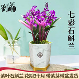 劉閣蘭花兰花苗 澳洲七彩石斛兰 冬带花苞出售泼墨香水石斛室内外花卉盆栽 七彩石斛20苗年底开花 带瓷白色盆