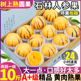 鲸咚亿农云南石林人参果新鲜当季水果人生果树上熟黄肉圆果长寿果清甜整箱 带箱5斤宝宝果【单果30-50g】