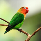 冰海精灵 鸟活体虎皮鹦鹉活物鸟手玩鸟学舌牡丹鸟宠物鸟玄风鹦鹉小鸟活体 爱情鸟鹦鹉一只