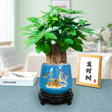 花知态发财树盆栽室内客厅桌面绿植小盆景大发财树苗招财树吸甲醛植物 陶瓷盆C款+三棵发财树 含盆