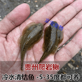 采缇（CAITI）贵州爬岩鳅双吸盘冷水鱼清洁鱼吸鳅除藻不加温琵琶鼠 贵州爬岩鳅2条(3-4cm)