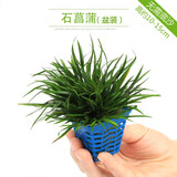 异景园鱼缸水族箱造景水榕沉木活体水草淡水无土植物后景真水草净水增氧 迷你石菖蒲