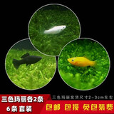 卡奇鱼 胎生鱼 玛丽球鱼热带观赏鱼淡水鱼活体鱼宠物鱼宠物活体丽丽曼龙 三色玛丽鱼6条