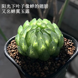 墨一玉露多肉植物带盆栽好蓝镜玉露办公室桌面盆栽植物花卉教师节礼物 樱变女神玉露 带盆栽好