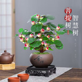 格调生活小盼菩提树盆栽绿植物室内花盆景办公室桌面观叶四季客厅好养活树 菩提【带果发货】舍得陶瓷盆底座 带盆栽好