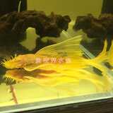 黄金大胡子鱼大帆红蓝眼胡子24K胡子除藻工具鱼清洁鱼 黄金大帆7-9cm(公)1条