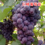 格秀洁葡萄苗树苗盆栽 庭院爬藤果树苗盆栽地栽当年结果南方北方种植 巨峰 10年苗【挂满枝头】