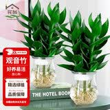 花翁富贵竹水培绿植招财转运室内客厅水养花卉盆栽植物文昌竹源头直发