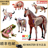 美迪卡模型4D MASTER仿真动物模型马牛猪狗猫器官解剖医学用教学模型玩具4d拼装模型可拆卸教具 马26101
