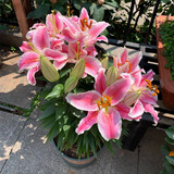 鑫意香水百合种球盆栽四季开花花卉种子种球百合花种球易养护花卉绿植 混色香水百合种球10个+肥料一包