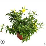法国香水茉莉花苗冬季带花苞长青绿植花卉盆栽 黄茉莉爬藤植物耐寒花卉 法国香水中苗不含盆 含盆