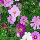 一播大地百日草种子波斯菊野花组合四季易活室外混色阳台庭院花卉种籽花子 矮杆格桑花粉色250克