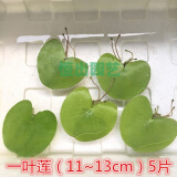 采缇（CAITI）一叶莲 碗莲水生花卉水培植物室内阳台四季开花盆栽鱼缸浮生莲花 一叶莲【11-13cm】5片