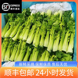 樱鲜【顺丰】云南新鲜清芹芽特产新鲜蔬菜 炒菜火锅蔬菜新鲜水果清芹 1000g