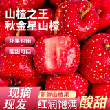 晟星园直接吃的新鲜兴隆秋金星小金星山里红甜山楂果 精品果60-70粒/斤