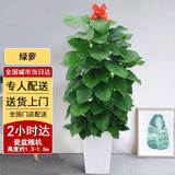 芙洛拉花园【2小时达】发财树绿萝金钱树散尾葵天堂鸟大型绿植室内开业乔迁 大绿萝