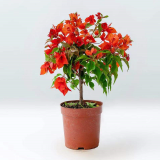 步恋【带花苞发货】重瓣三角梅大棵庭院阳台室内植物花卉盆栽树苗爬藤 热火桑巴【带花发货】 福建基地【含育苗盆土】