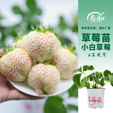 寿禾草莓苗带土发货大苗寿光大型苗场四季带盆栽好蔬菜苗批发种子秧苗 小白草莓苗6棵+肥料