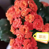 奈园（ny）稀有长寿花盆栽重瓣四季开花客厅阳台带花带花苞室内花卉 130菲比 带盆栽好