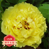 欧悟 带盆栽好 带芽芍药种根 根块 芍药花苗盆栽地栽花卉庭院阳台植物 伊藤皇冠Q