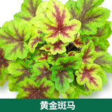 矾根植物盆栽大苗组合套餐室内耐寒四季庭院阳台观叶小苗花卉绿植 黄金斑马10CM 简易盆 含盆