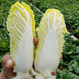 播种心情 家庭种植蔬菜种子孑籽大全四季播种阳台盆栽农家庭院小菜园有机 娃娃菜种子2包