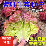 紫叶生菜种子沙拉菜种子种植耐寒耐高温热庭院四季种蔬菜子 紫叶生菜种子种子 3包约3000粒