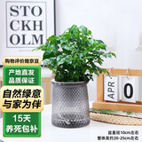 泰西丝小幸福树盆栽盆景室内桌面懒人好养绿植+繁星塑料吸水盆 源头直发