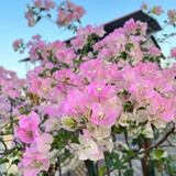 沁茗毓三角梅盆栽花苗植物室内外庭院阳台好养四季开花爬藤易成活花卉 绿樱 商家推荐-6年苗【花期带花发货】