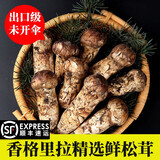 觅鲜生2025现货 香格里拉新鲜松茸菌精选出口级未开伞 松茸礼盒送礼 【现货】7-9cm 1kg未开伞
