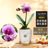 劉閣蘭花兰花盆栽客厅办公室花卉蝴蝶兰 宝贝带1支花剑配瓷白盆源头直发