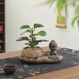 八芽盆栽小盼菩提树植物室内禅意盆景办公室桌面好养绿植源头直发包邮 莲花盆菩提（禅定菩萨套装）