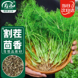 寿禾 割茬小茴香种子菜籽蔬菜 潍育系列寿丝割茬茴香种子10g