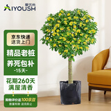 爱优尚桂花树苗四季桂盆栽可食用开花香室内外阳台客厅老桩源头直发
