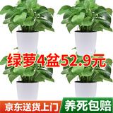 双盟绿萝盆栽除甲醛花卉绿植办公室新房净化空气 龙蛋竖纹4盆源头直发