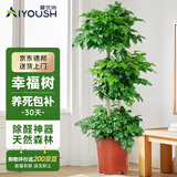 爱优尚幸福树盆栽客厅室内大型绿植办公室乔迁新家绿宝净化空气源头直发