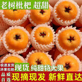 朵芮蜜现摘四川高山大枇杷鲜果米易甜琵琶当季孕妇时令新鲜孕妇树熟水果 3斤单果30g-40g顺丰送货上门