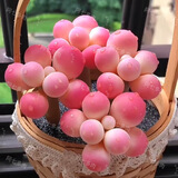 韩版汤圆奶酪多肉植物盆栽套餐新手办公室内萌肉创意绿植花卉 汤圆小苗2厘米【1颗】