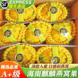 觅百果【顺丰】海南三亚燕窝果麒麟果新鲜黄皮白心火龙果热带高端水果 净重5斤特大果【单果4-5两】礼盒