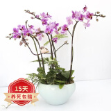 欧悟 蝴蝶兰花苗盆栽室内观花植物桌面阳台年宵花卉四季开花绿植花卉 花花公子蝴蝶兰+透明原盆+原土