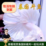 云峰海瑞泰国斗鱼 观赏鱼热带鱼活体小型鱼活体公母斗鱼宠物 白色婚纱仙女款1条随机