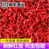 画鱼红虫活饵钓鱼饵特大公虫活体秋冬野钓鲫鱼饵料喂鱼鱼食 100g特大虫【顺丰】